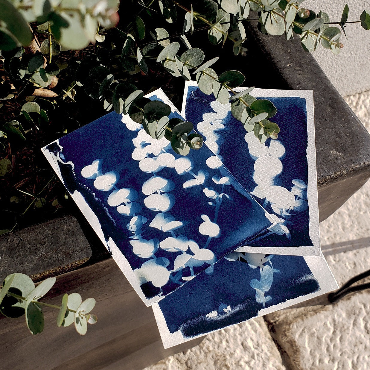 Atelier Cyanotype - 21 février